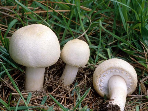 Cultiver un champignon champignon dans une serre à la maison