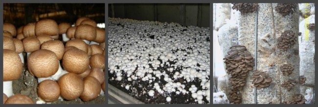 Cultiver des champignons dans une serre à la maison