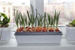 Growing onions at home