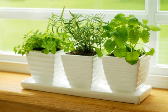 Growing mint on a windowsill in an apartment