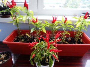 Cultivar pimenta no parapeito da janela de um apartamento