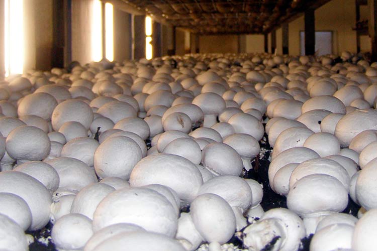 Cultivarea ciupercilor în condiții de seră
