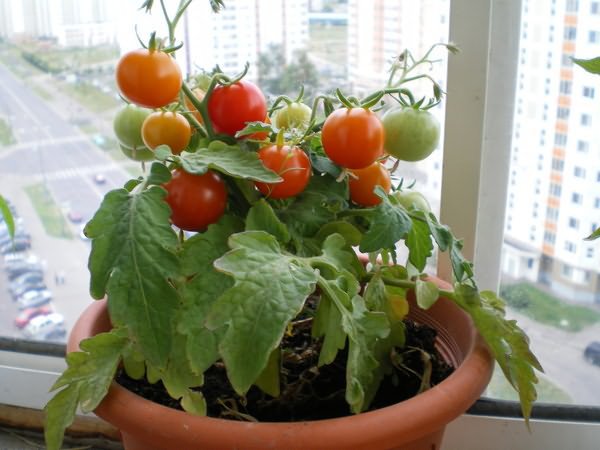 Growing tomatoes on the window in winter