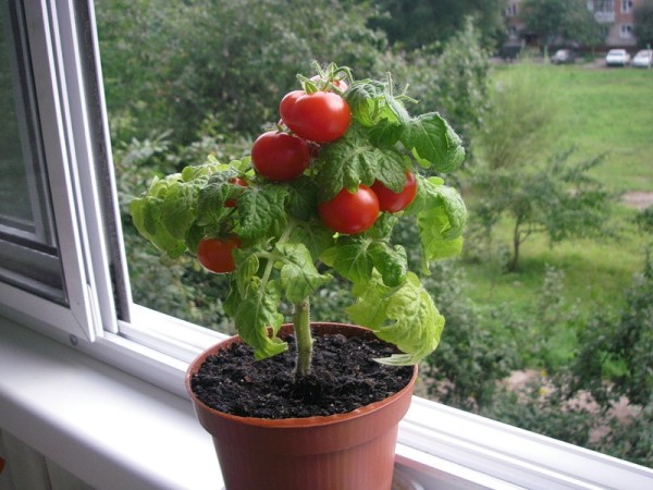 Growing tomatoes on the window