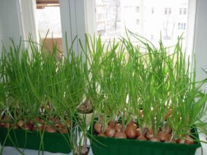 Cultivo de cebolas verdes na janela