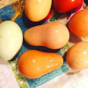 Oregelbundna ägg i kycklingar