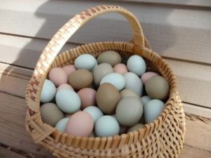 Uova di diversi colori (gusci) nei polli