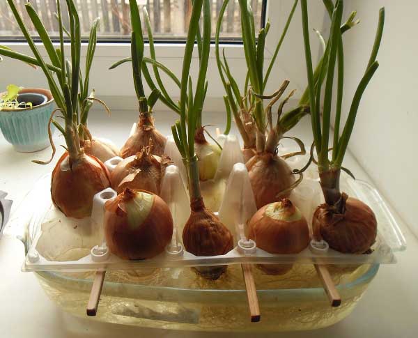 Green onions on a windowsill in water