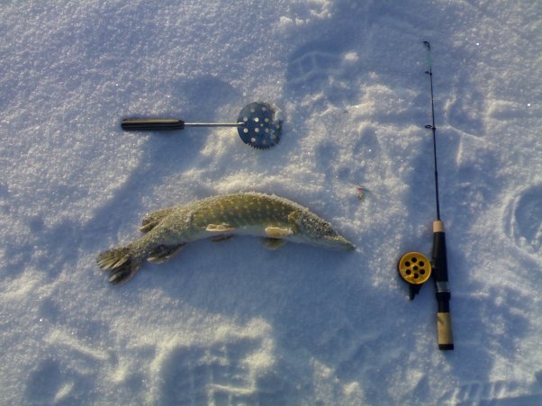 صيد سمك الكراكي في الشتاء