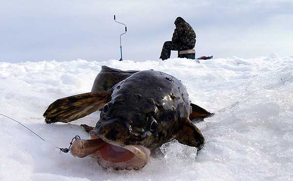 Pêche hivernale de la lotte sur une lotte