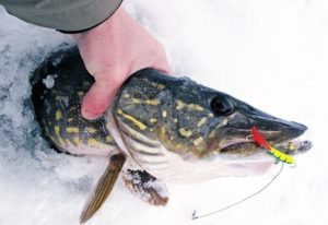 Pêche hivernale du brochet sur un balancier