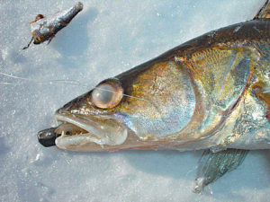 Pêche hivernale du sandre pour le sprat