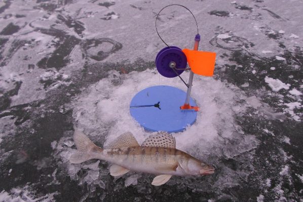 Pêche hivernale du sandre sur Zerlitsy