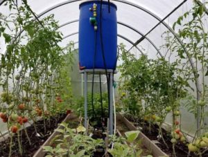 Awtomatikong pagtutubig ng mga kamatis sa greenhouse