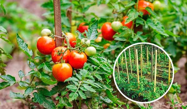 A rich harvest is the key to the correct tying of tomatoes