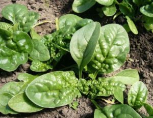 Diseases and pests of spinach