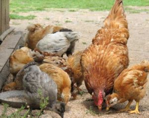 Comment nourrir les poulets pendant la mue