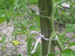How to tie tomatoes