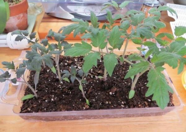 Como fertilizar mudas de tomate