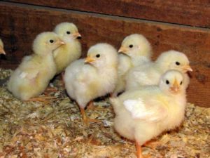 Qué afecta el inicio de la producción de huevos en pollitas