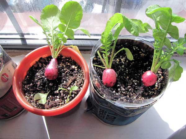 Recipiente para cultivar rábanos en la ventana.