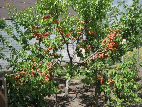 Hvor skal man plante abrikoser i landet