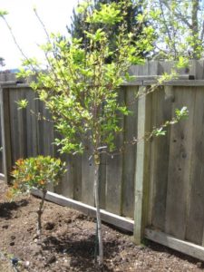 Where to plant plums on the site