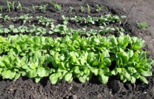 Where to grow spinach in the garden