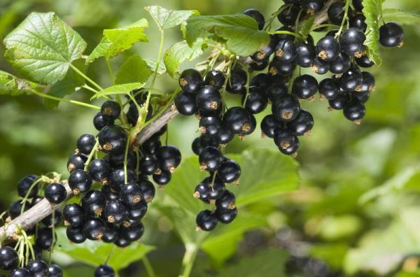 Une bonne alimentation des raisins de Corinthe au printemps est la clé d'une récolte riche