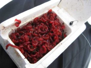 كيفية تخزين ديدان الدم عند الصيد