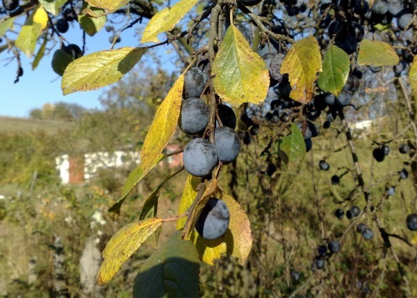 How and when to plant plums in spring and autumn