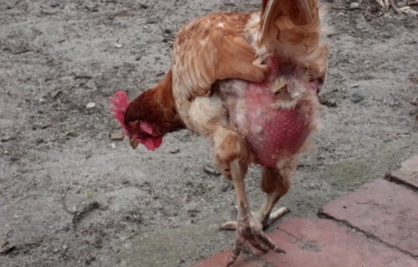 Hur man kan bli av med en fjäderätande kyckling