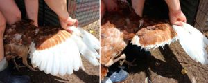 How to clip wings to chickens
