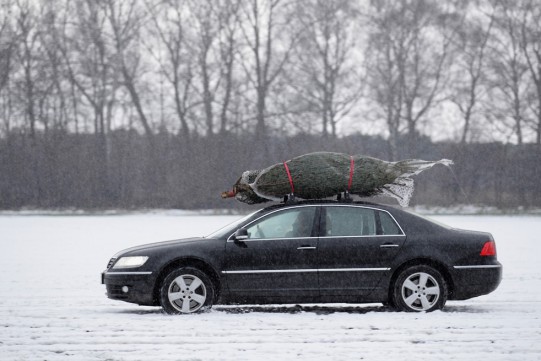 Como transportar uma árvore viva de carro