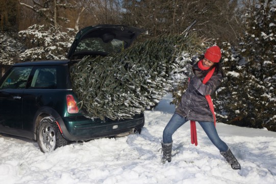 How to transport a live Christmas tree by car in the trunk
