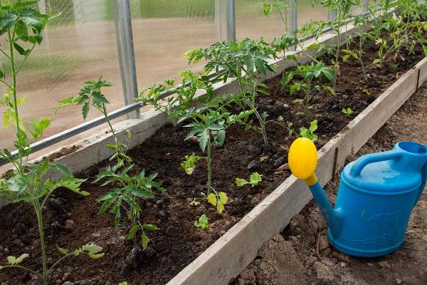 Hvordan vanne tomater i et drivhus