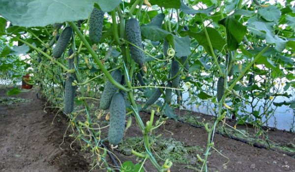Как правилно да поливате краставици в оранжерия