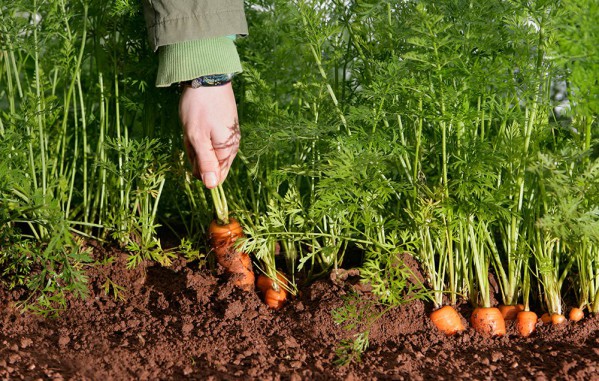 Comment planter correctement des carottes avec des graines au printemps