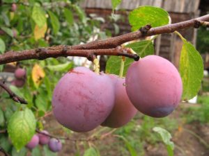 How to properly plant a plum in the country