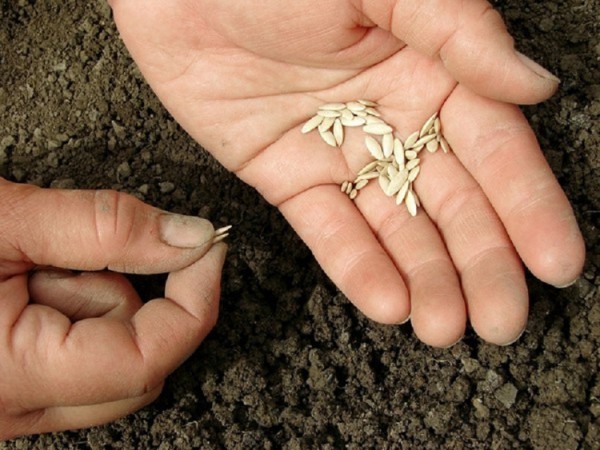 Comment planter des concombres en pleine terre avec des graines