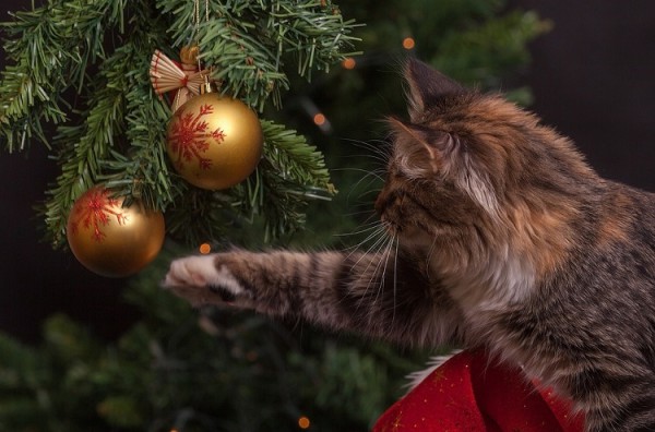 Hoe u een kerstboom op de juiste manier weggooit