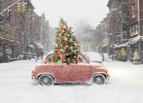 How to bring a live Christmas tree by car