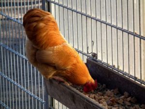 كيف يؤثر النظام الغذائي عندما يبدأ الدجاج في وضع البيض