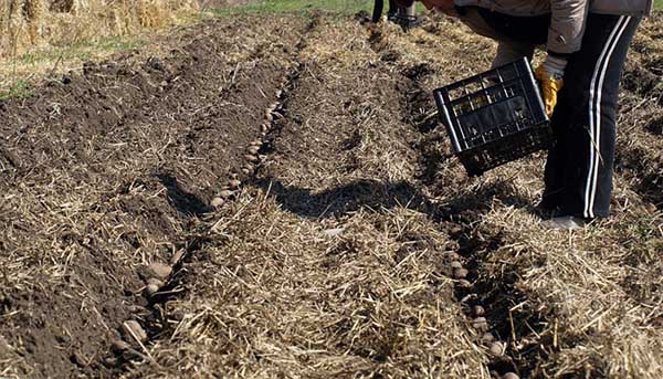 Como plantar batatas na palha