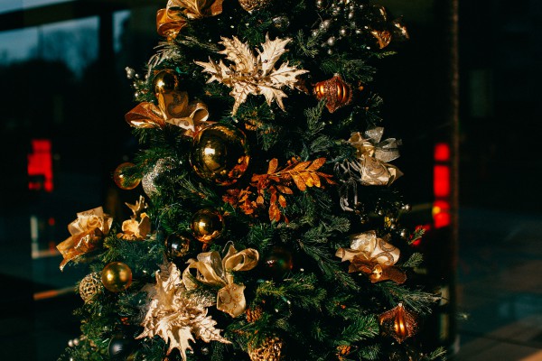 How to keep a live Christmas tree at home longer
