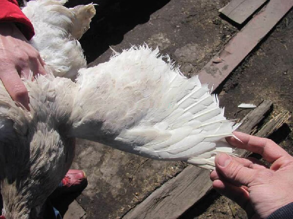 How wings are cut to chickens