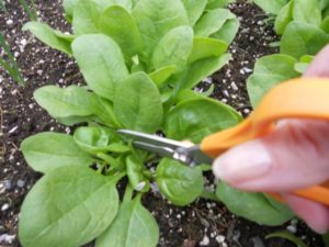Cách thu hoạch rau bina