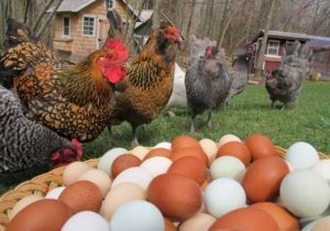 Kuinka lisätä kananmunien tuotantoa