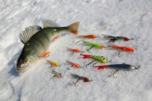 كيفية اختيار الموازن لصيد سمك الفرخ على الجليد