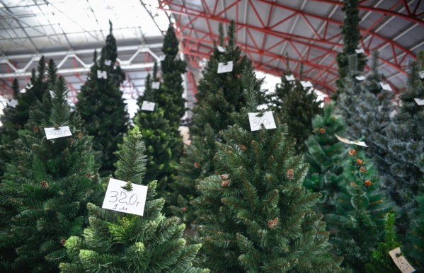 How to choose a live Christmas tree for the New Year